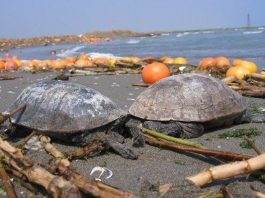 Denizlerde ne kadar plastik var, 2050'de ne kadar olacak? Bilmiyoruz ama muhtemelen çok olacak. Plastik sayısı balık sayısını ne zaman geçecek?