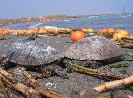 Denizlerde ne kadar plastik var, 2050'de ne kadar olacak? Bilmiyoruz ama muhtemelen çok olacak. Plastik sayısı balık sayısını ne zaman geçecek?