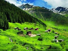 tema vakfı Orman ve su varlıkları için harekete geçme çağrısı türkiye karadeniz ormanları