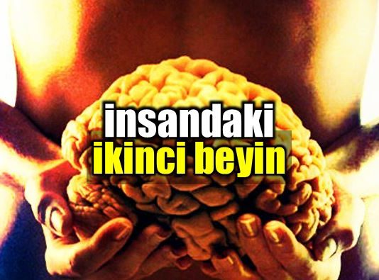 İnsandaki ikinci beyin nedir?