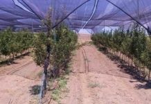 Güneş destekli organik elma yolda! Güneş destekli organik elma yolda!