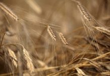 Siyez buğdayı nedir? Faydaları ve Siyez pilavı