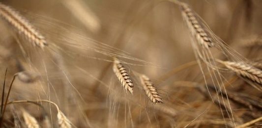 Siyez buğdayı nedir? Faydaları ve Siyez pilavı