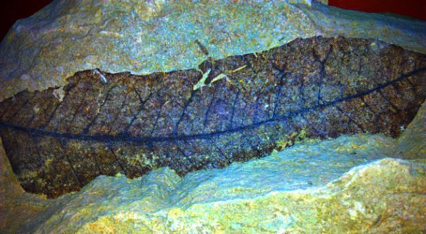 Ravne Tüneli'ndeki kazılarda bulunan yaprak karbon testi sonuçlarına göre 10 bin yaşında