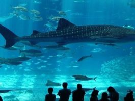 çocuklar için yaz eğlencesi Dünyanın en büyük tematik akvaryumu: İstanbul Akvaryum