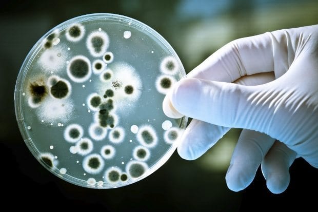Bağırsak Mikrobiyota'sı neden önemli?