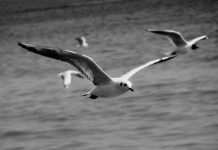 Astroloji: Martı Jonathan Livingston ve tutulma