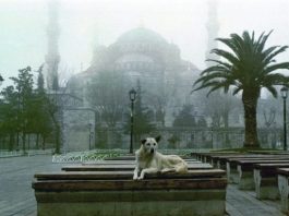 Dört Ayaklı Belediye: İstanbul’un Sokak Köpekleri sergisi