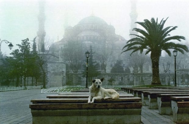Dört Ayaklı Belediye: İstanbul’un Sokak Köpekleri sergisi