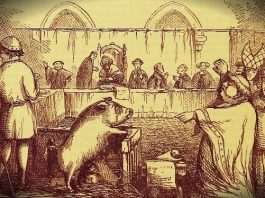 Hayvanlar yargılanabilir mi? ortaçağ avrupa domuz yargılanıyor dava