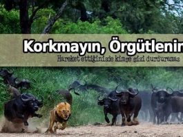 İyiler ve kötüler İyi ve kötünün örgütlenmesi üzerine