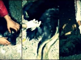 Sapanca Belediyesi'nin sokak köpekleri açıklaması