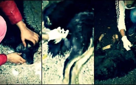 Sapanca Belediyesi'nin sokak köpekleri açıklaması