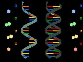 Yaşlanmayı genetik şifreler belirliyor