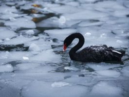 2016 "Siyah Kuğu"ların yılıydı. Piyasalar neleri konuştu?