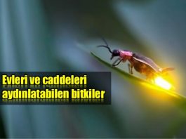 Bitkiler evleri sokakları aydınlatabilir mi? Organik ışık yayan bitkiler