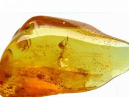 Kehribar taşında 99 milyon yıllık dinozor fosili bulundu