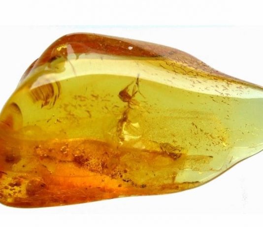 Kehribar taşında 99 milyon yıllık dinozor fosili bulundu