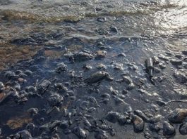 Kocaeli'deki fuel oil sızıntısı biyolojik çeşitliliği ve insan sağlığını tehdit ediyor