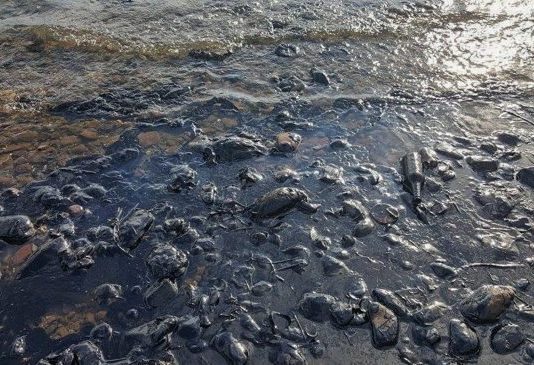 Kocaeli'deki fuel oil sızıntısı biyolojik çeşitliliği ve insan sağlığını tehdit ediyor