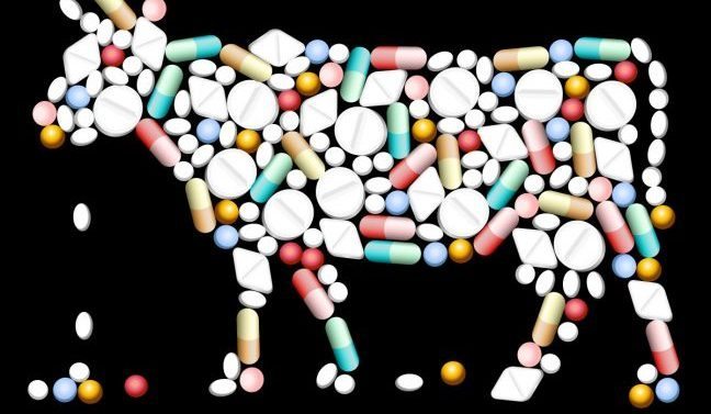 hayvancılıkta antibiyotik