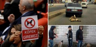 Mecliste 'Dikkat köpek giremez' afişi tutanlar 'köpek' kelimesini hakaret olarak kullanırsa hayvanlara yönelik şiddetin sonu gelir mi?