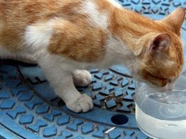 Soğukta sokak hayvanları nasıl korunabilir?