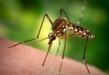 Zika virüsü nedir? Boğaziçi Üniversitesi araştırma başlattı