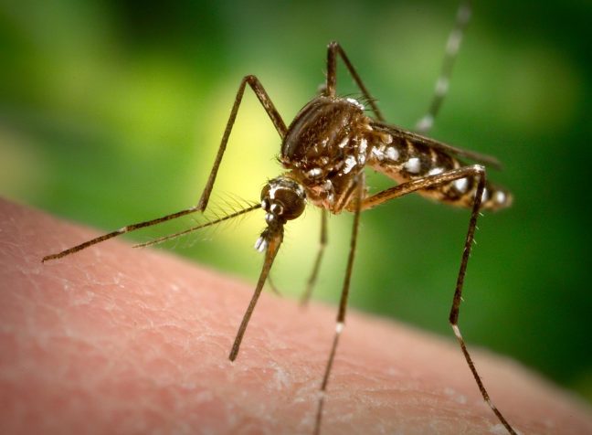 Zika virüsü nedir? Boğaziçi Üniversitesi araştırma başlattı