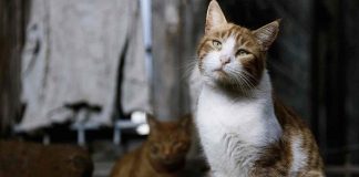 Haytap yararına sahipsiz hayvanlar için: "Yuva Beklerken" fotograf Sergisi