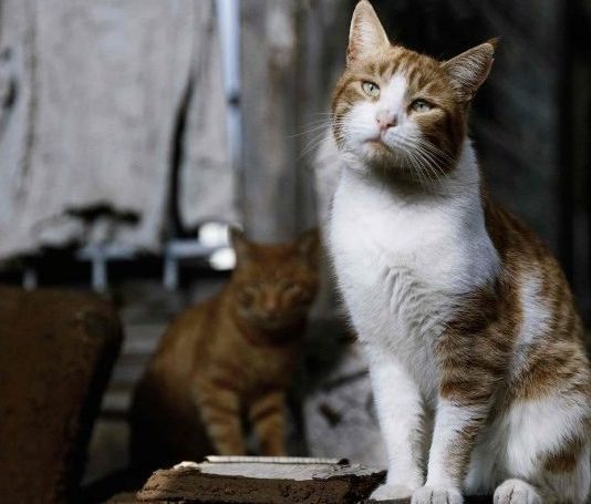 Haytap yararına sahipsiz hayvanlar için: "Yuva Beklerken" fotograf Sergisi