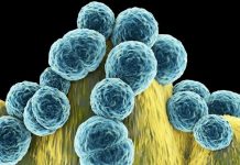 Dünya Sağlık Örgütü: Acil olarak yeni antibiyotiklere ihtiyaç var