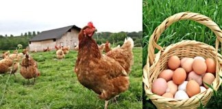 Fabrikalarda daha ucuza satılan kirli yumurtaları satın alıp samana karıştırıyorlar. Sonra da gezen tavuk yumurtası adıyla satış yapıyorlar.