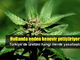 Hollanda neden kenevir yetiştiriyor?
