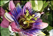 Passiflora nedir? Ne için kullanılır? Kullanım şekli nasıldır? Passiflora nedir? Ne için kullanılır? Kullanım şekli nasıldır?