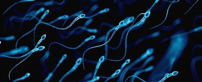 Sperm hakkında 10 ilginç gerçek