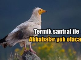 Türkiye ve Balkanların akbaba soyuna termik santral tehtidi