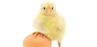 Yumurtanın faydaları neler? Anne sütü kadar yararlı mı?