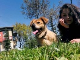 köpek korkusu damla karaboya sokak hayvanları
