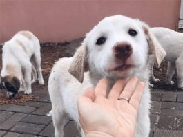 Dokuz Eylül Üniversitesi Empati Hayvan Dostları Topluluğu
