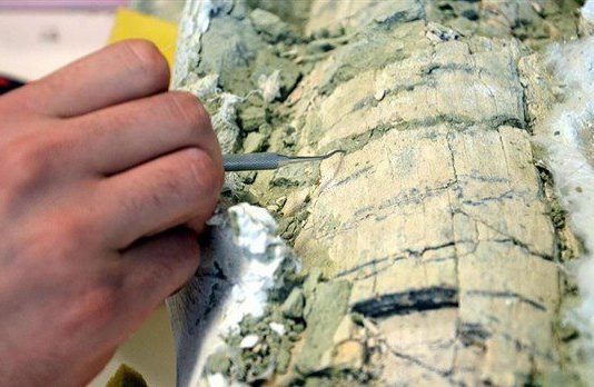 Dünyanın en eski timsah yumurtaları bulundu