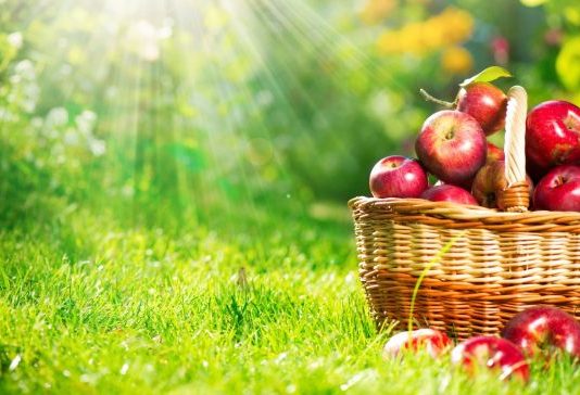 Elmanın faydaları neler? Hangi hastalıklara iyi geliyor?