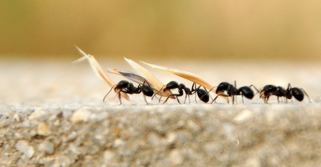 Karıncalar trafikte neden sıkışmazlar?