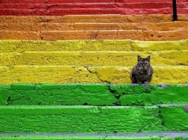 Kediler ve insanlar kim kimin sahibi