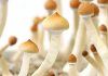 Sihirli mantar nedir? Kanserin yarattığı kaygıya çare mi? Sihirli mantar nedir? Kanserin yarattığı kaygıya çare mi?