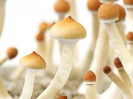 Sihirli mantar nedir? Kanserin yarattığı kaygıya çare mi?