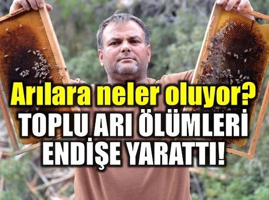 Türkiye'de arılara ne oluyor? Arı ölümleri endişe yarattı!