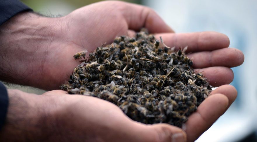 toplu arı ölümleri arılar neden ölüyor adana hatay