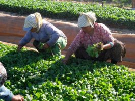 Tütün ihracatçıları kaçak tütün ticaretiyle etkin mücadele istiyor