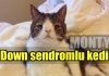 down sendromlu kedi monty